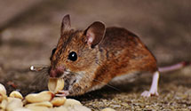 24 Hour & Emergency Exterminators in Bay Center, WA